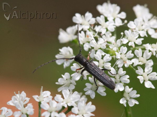 Phytoecia cylindrica