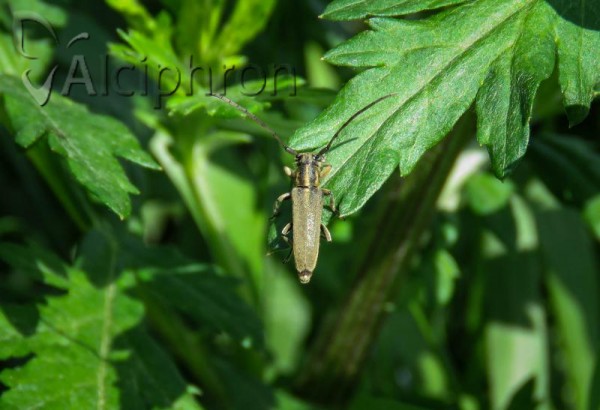 Phytoecia nigricornis