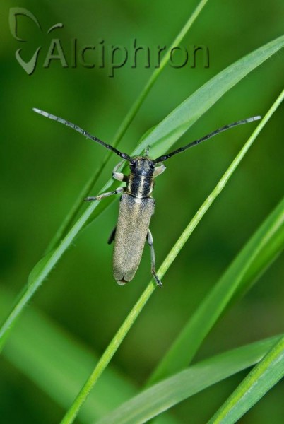 Phytoecia nigricornis