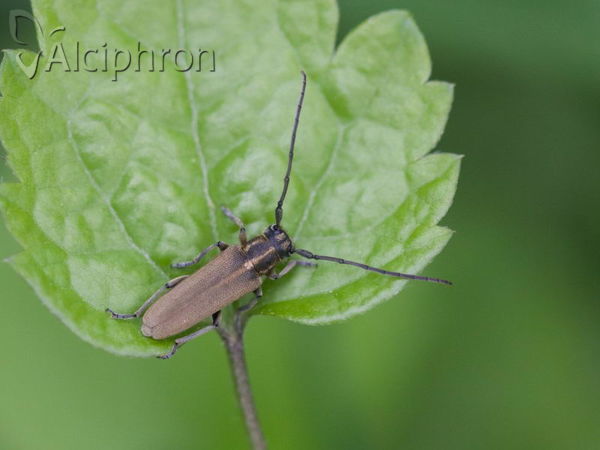 Phytoecia nigricornis
