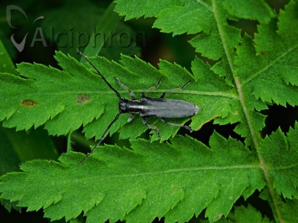 Phytoecia nigricornis