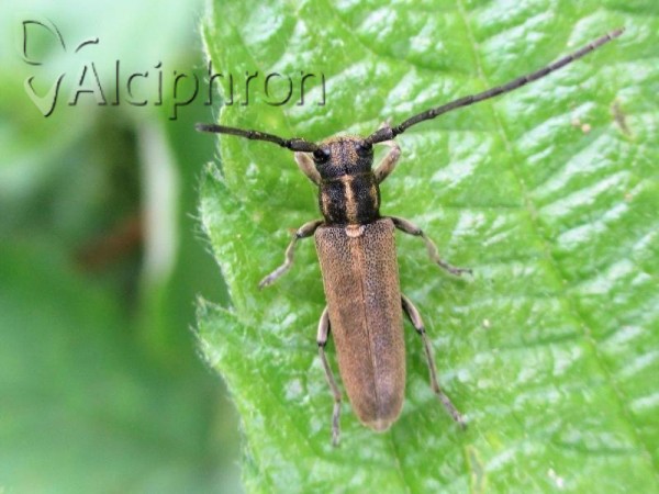 Phytoecia nigricornis