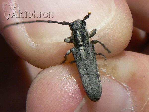 Phytoecia nigricornis