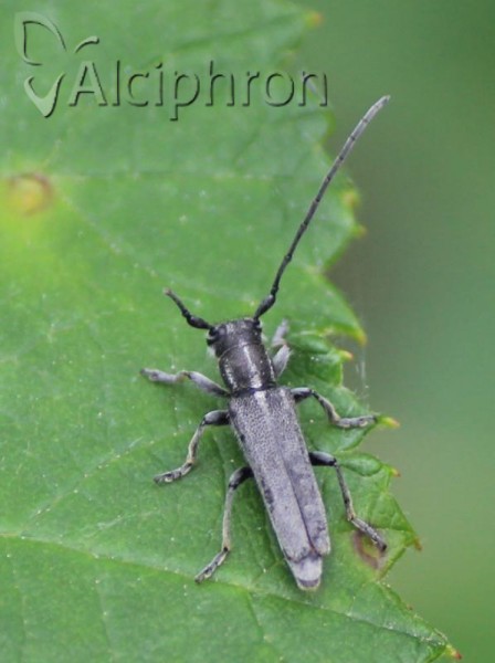 Phytoecia nigricornis