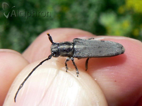 Phytoecia nigricornis