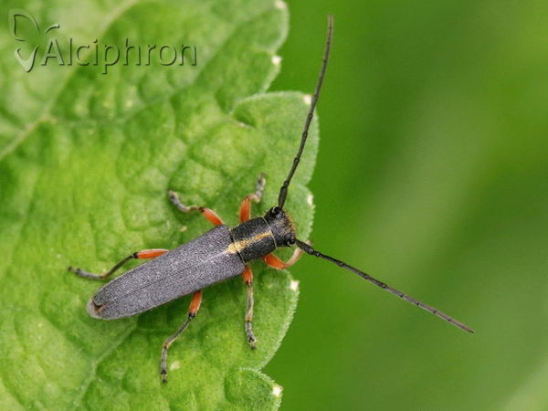 Phytoecia icterica