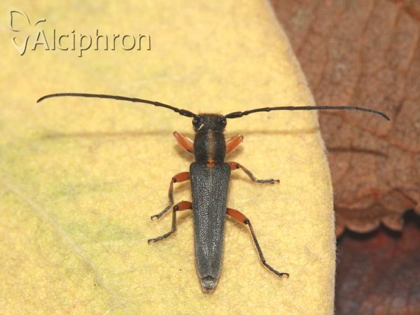 Phytoecia icterica