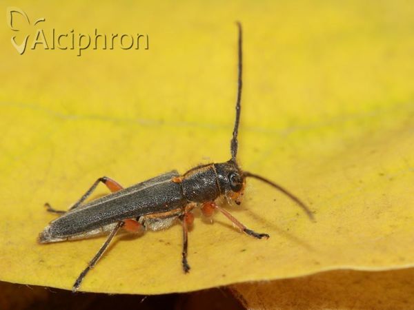Phytoecia icterica