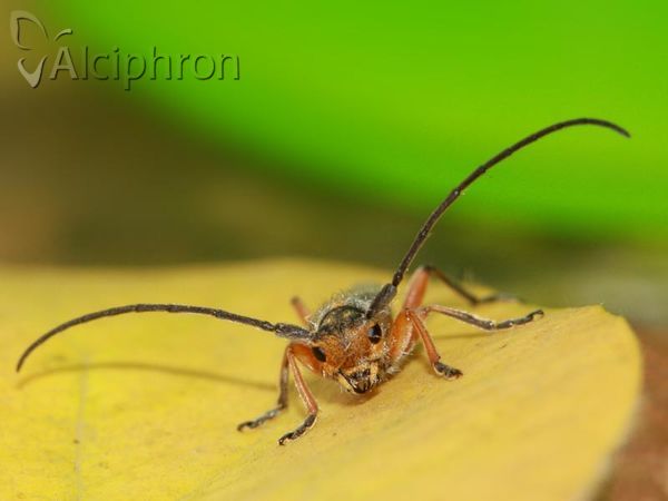 Phytoecia icterica