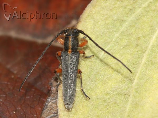 Phytoecia icterica