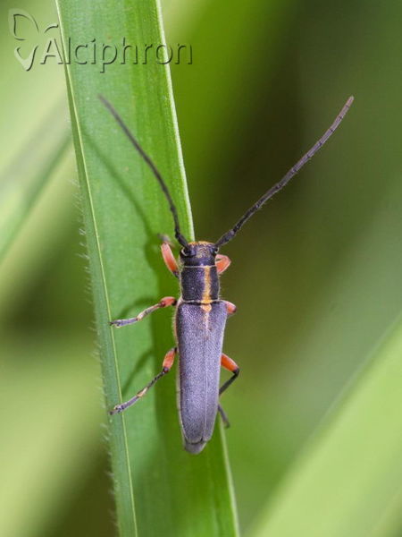Phytoecia icterica