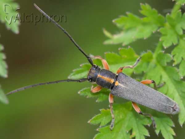 Phytoecia icterica