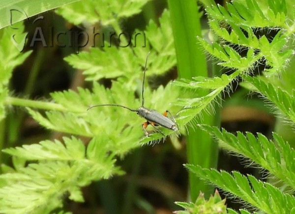 Phytoecia icterica
