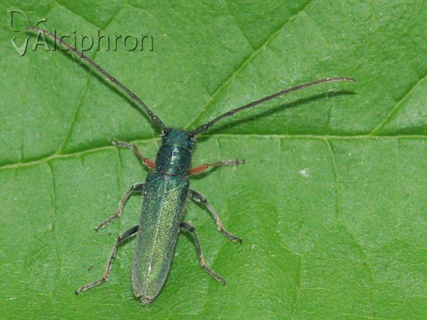 Phytoecia caerulea