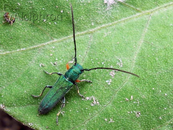 Phytoecia caerulea