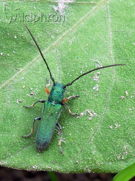 Phytoecia caerulea