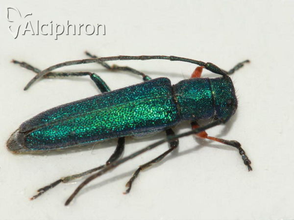 Phytoecia caerulea