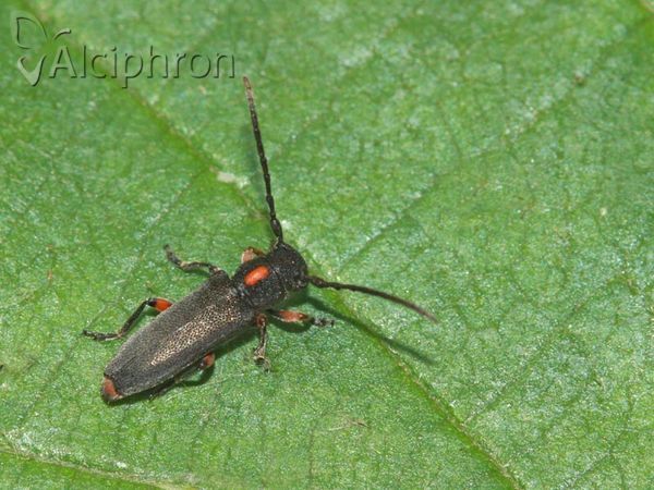 Phytoecia pustulata