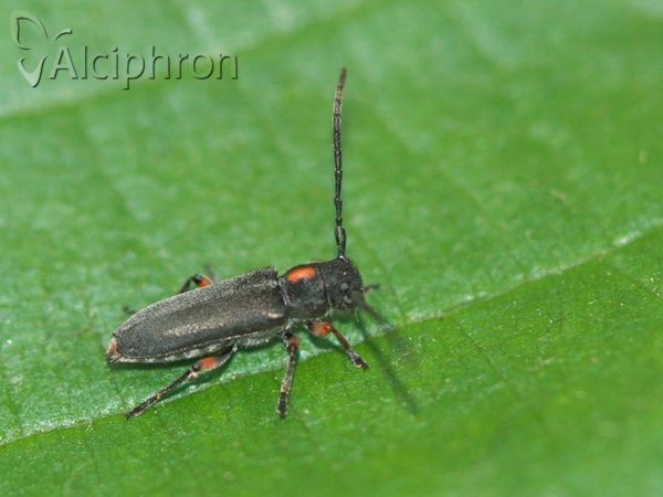 Phytoecia pustulata