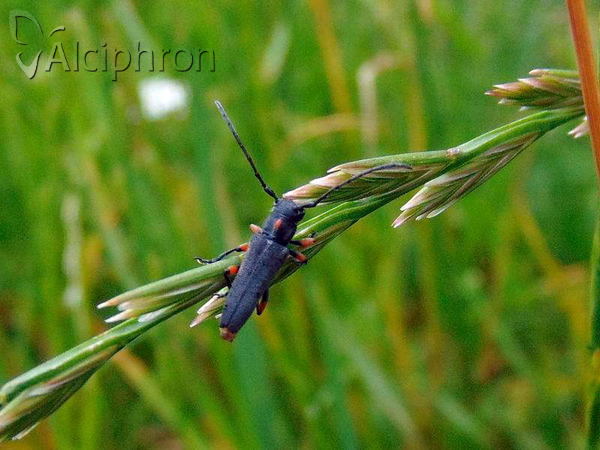 Phytoecia pustulata