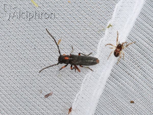 Phytoecia pustulata