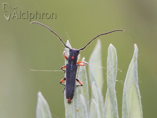 Phytoecia virgula