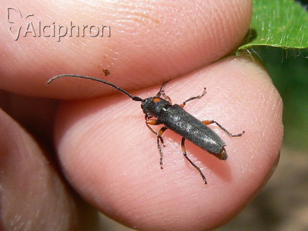 Phytoecia virgula
