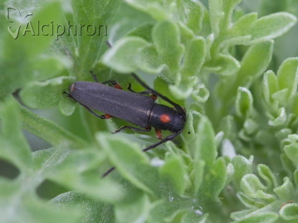 Phytoecia virgula
