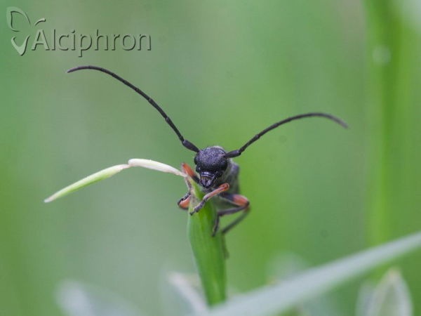 Phytoecia virgula