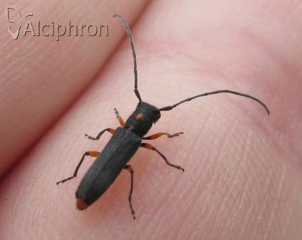 Phytoecia virgula