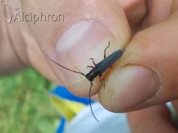 Phytoecia virgula