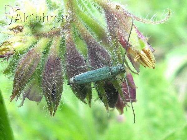 Phytoecia coerulescens