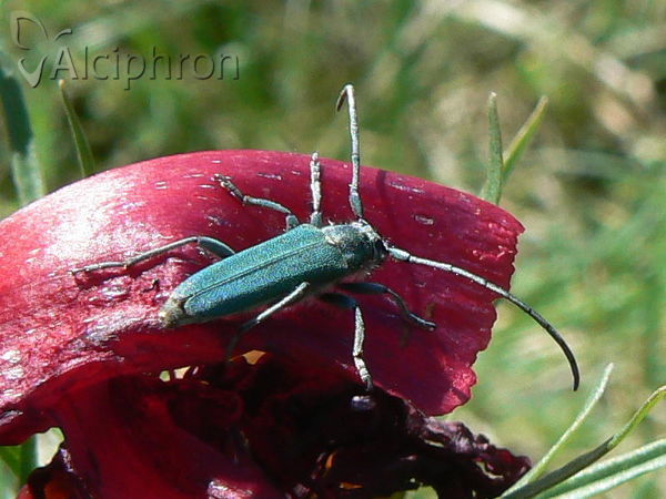 Phytoecia coerulescens