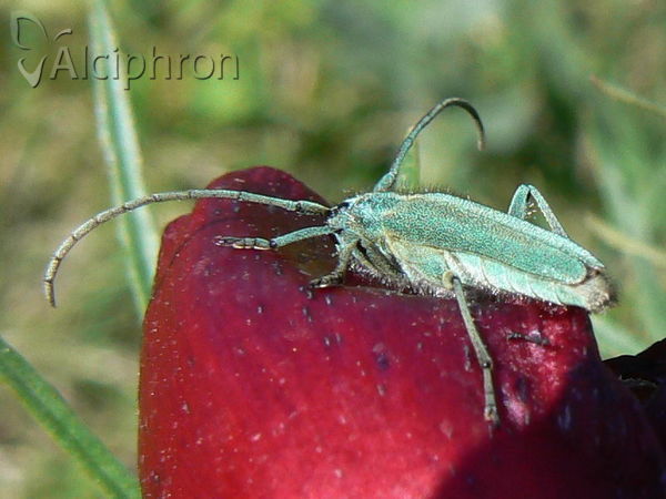 Phytoecia coerulescens