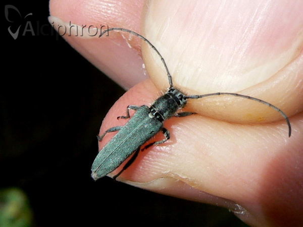 Phytoecia coerulescens