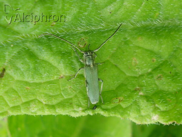 Phytoecia coerulescens