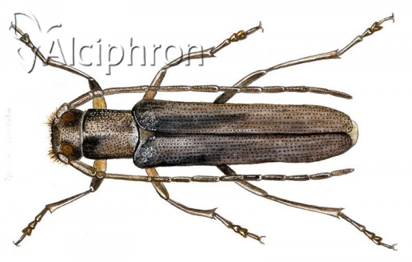 Phytoecia uncinata