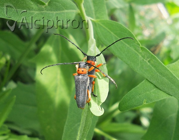 Phytoecia affinis