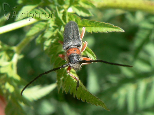 Phytoecia affinis