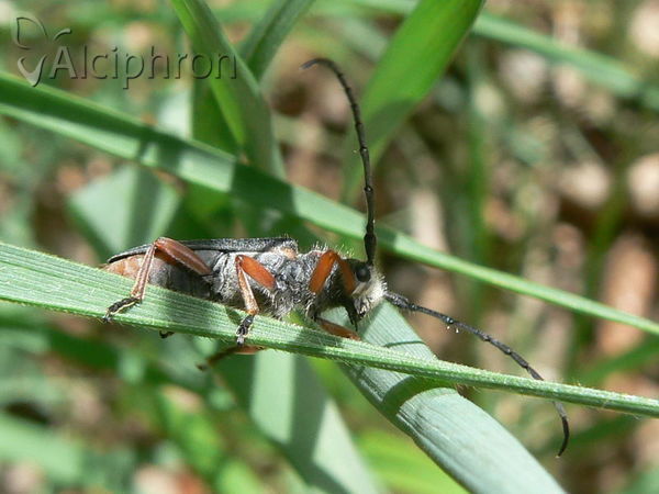 Phytoecia affinis