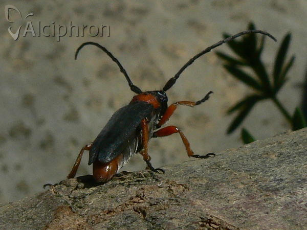Phytoecia affinis