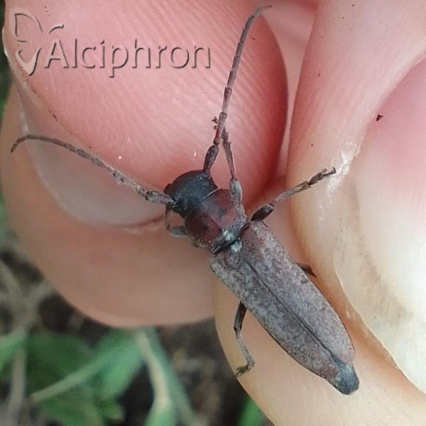 Phytoecia scutellata