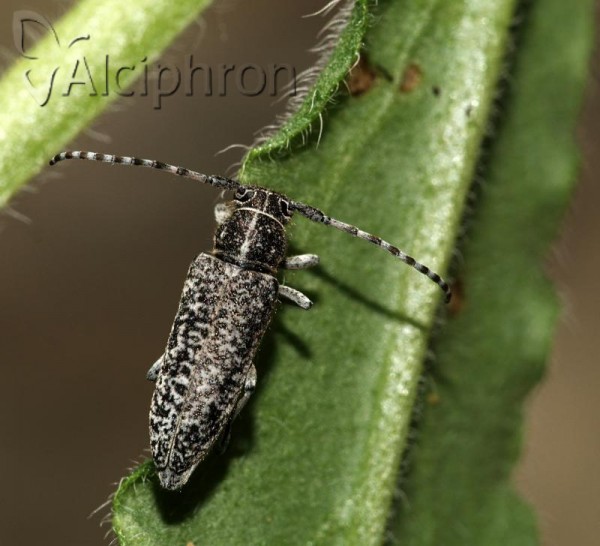 Pilemia tigrina