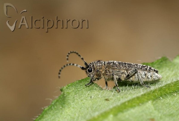 Pilemia tigrina
