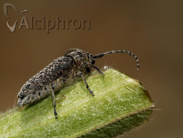 Pilemia tigrina