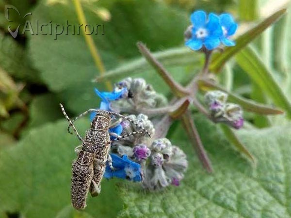 Pilemia tigrina