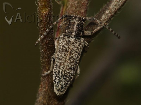 Pilemia tigrina