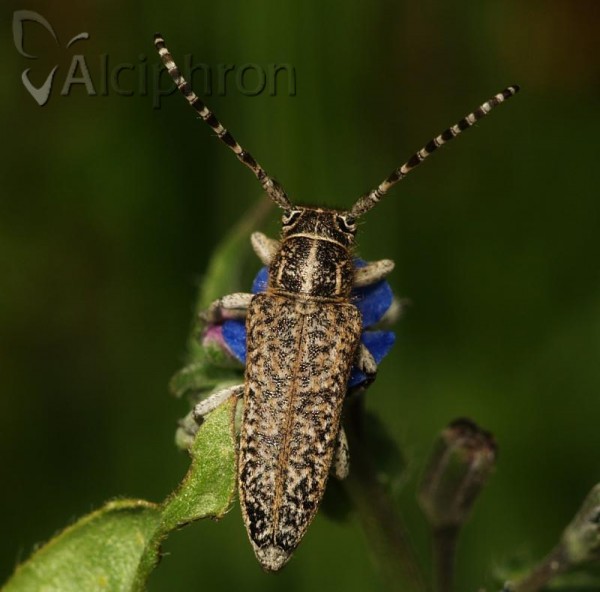 Pilemia tigrina