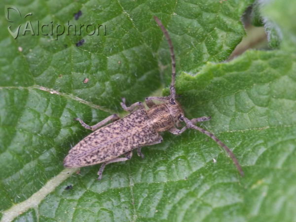 Pilemia hirsutula