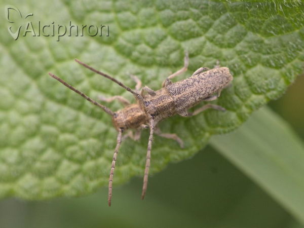 Pilemia hirsutula